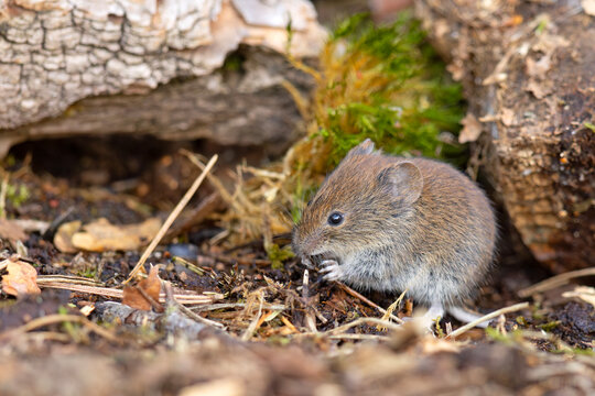 Nornica ruda (Clethrionomys glareolus)