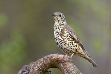 Paszkot (Turdus viscivorus) © Grzegorz