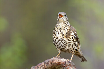Paszkot (Turdus viscivorus) © Grzegorz