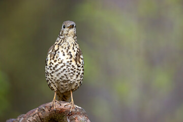 Paszkot (Turdus viscivorus) © Grzegorz