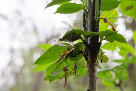 Crane flies swarming on green leaves and stem