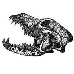 Dog Skull With Strong Upper Jaw and Sharp Teeth © Arif