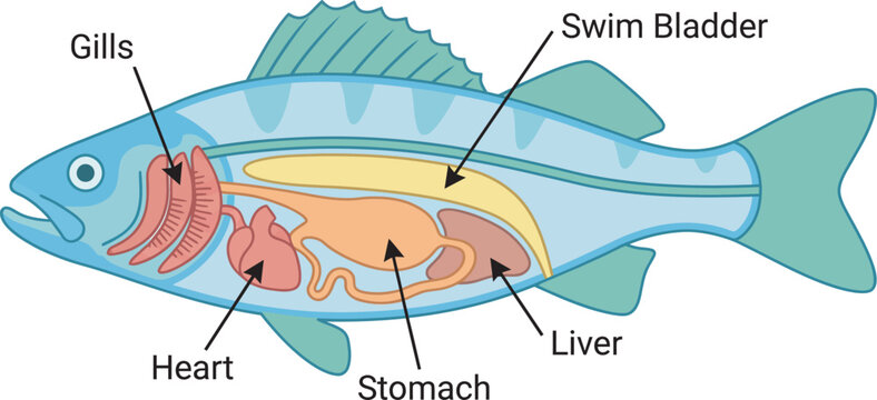 Anatomical chart of a fish highlighting gills stomach and liver