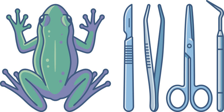 Top view of a frog with surgical tools for dissection