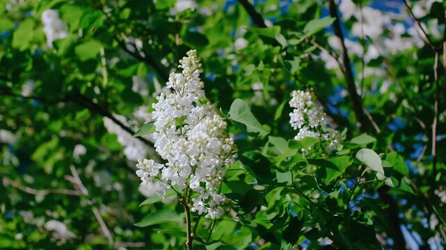 Majestic White Blossoms of a Horse Chestnut Tree in Full Bloom