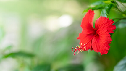 Vibrant red Hibiscus flower, Tropical botanical garden with soft green bokeh © pernsanitfoto
