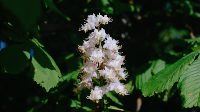 Majestic White Blossoms of a Horse Chestnut Tree in Full Bloom