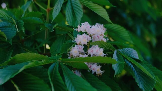 Majestic White Blossoms of a Horse Chestnut Tree in Full Bloom