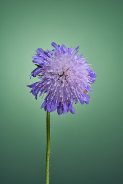 Tauben Scabiose