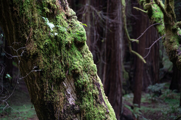 Fototapeta premium Mossy tree in the forest