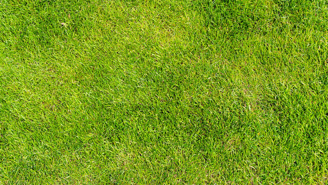 Lush green grass covering a well-maintained lawn, representing natural beauty and outdoor living, ideal for gardening and landscaping visuals.