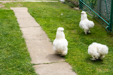 Three fluffy white chickens walking on a narrow stone path in a green grass yard, showcasing their unique plumage and playful behavior in a tranquil outdoor setting. © daily_creativity
