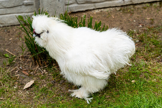 Fluffy white Silkie chicken standing on green grass in a garden, showcasing unique features and vibrant feathers in a natural outdoor setting.