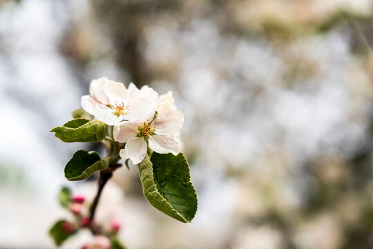 Single apple blossom flower on branch with green leaves, capturing the beauty of spring in nature with blurred background