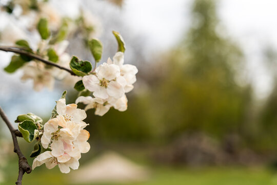 Beautiful apple blossoms blooming on tree branch in spring garden, symbolizing renewal and nature's beauty in a serene outdoor setting.