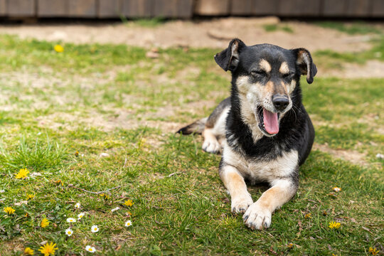 Black and tan dog yawning while lying on grassy field adorned with yellow dandelions and white daisies during sunny day, embodying relaxation and companion animal vibes.