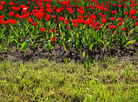 Red tulip flowers on the summer meadow background