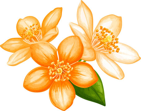 Watercolor Orange Jasmine Flower illustration