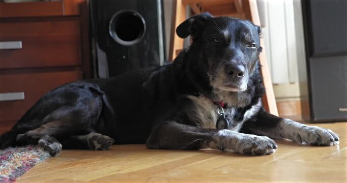 Senior black mixed breed dog lying calmly on a wooden floor indoors at home while looking toward the camera in a relaxed atmosphere