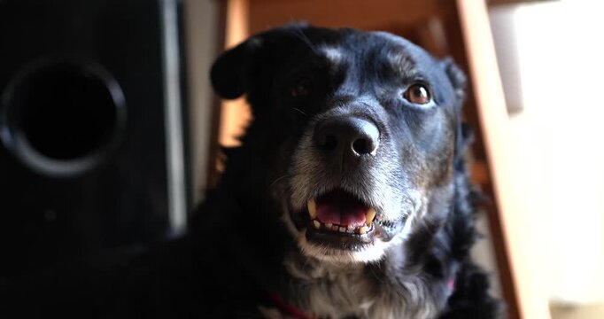Close up side portrait of a senior black mixed breed dog indoors looking attentively toward the light in a calm home environment