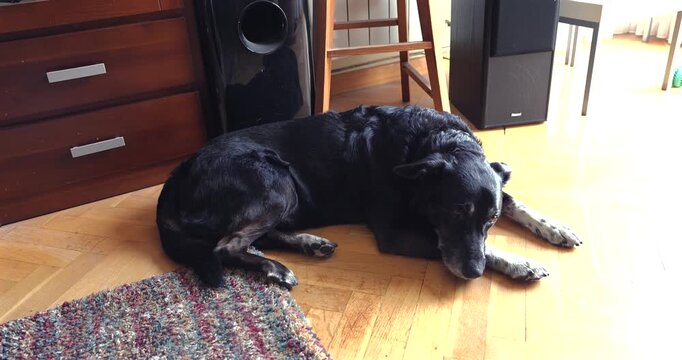 Senior black mixed breed dog resting quietly on a wooden floor indoors at home with sleepy eyes and a calm relaxed mood