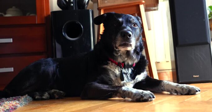 Senior black mixed breed dog with a red collar lying calmly on a wooden floor indoors in a relaxed home environment