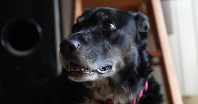 Close up portrait of a senior black mixed breed dog indoors with expressive eyes and slightly open mouth in a relaxed home environment