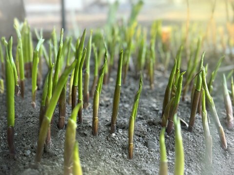 The spring garden. Lilies of the valley appear, the plantings are coming up. Spring. Lilies of the valley appear from the ground. Fresh, newly grown stems of lilies of the valley. Convall&aacute;ria close up