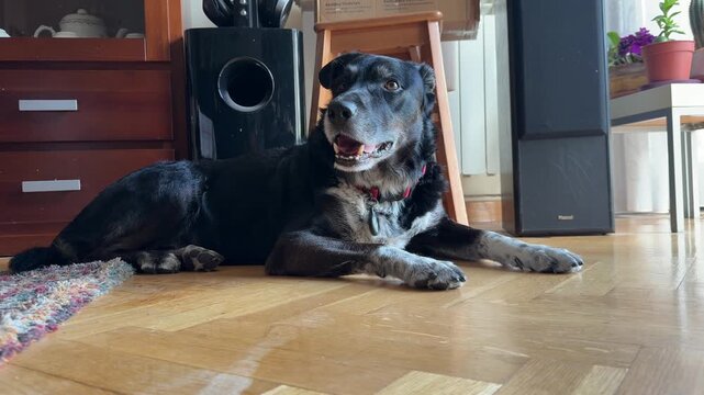 Senior mixed breed black dog with gray muzzle lying relaxed on a wooden parquet floor inside a cozy home interior