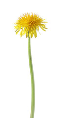Obraz premium One beautiful dandelion flower isolated on white