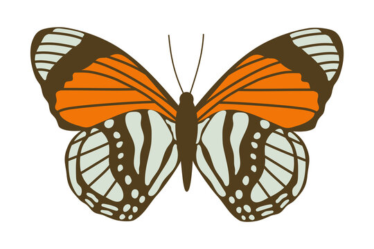 Orange butterfly, vector illustration, isolated object. Flet style. Element for design. Callicore cajetani.