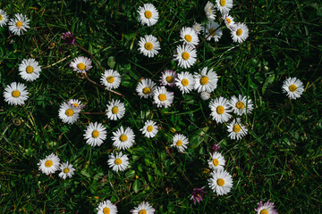 Common Daisy Flowers (Bellis perennis), white wildflowers in grass, spring meadow background  © Inga