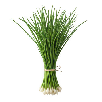 Fresh green onions with white roots and long green stalks