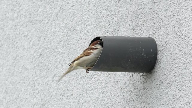 House sparrow flying to a wall pipe and stumbling while landing on the edge, 4K slow motion