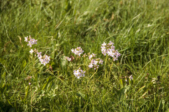 Zarte Wildbl&uuml;ten in einer gr&uuml;nen Sommerwiese
