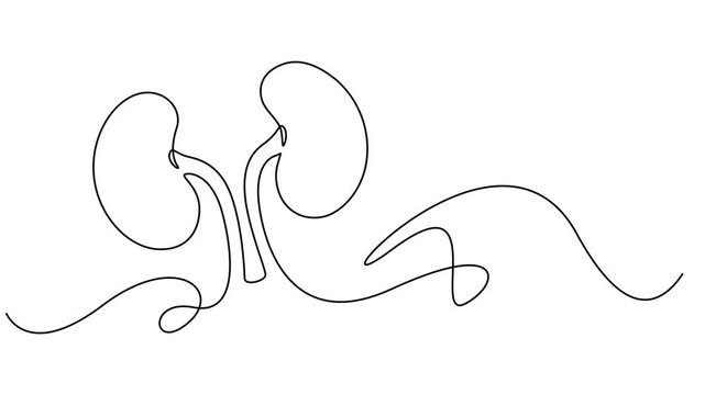 Human kidney sign animation continuous one line drawing, Self drawing animation of single line drawing kidneys, Full length animated, World Kidney Day. 4K video, Full length animated, minimalist style