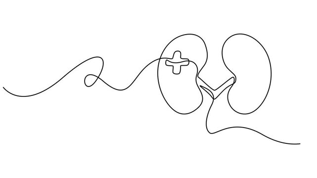 Human kidney sign animation continuous one line drawing, Self drawing animation of single line drawing kidneys, Full length animated, World Kidney Day. 4K video, Full length animated, minimalist style