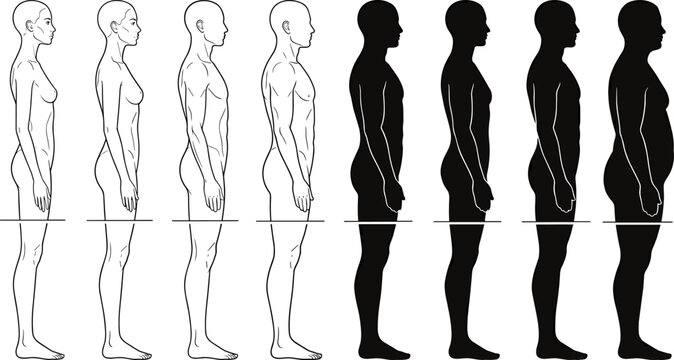 Human Body Type Evolution Vector with Male Silhouette Progression, Thin to Overweight Side Profile Sequence for Health, Fitness and Medical Anatomy Design