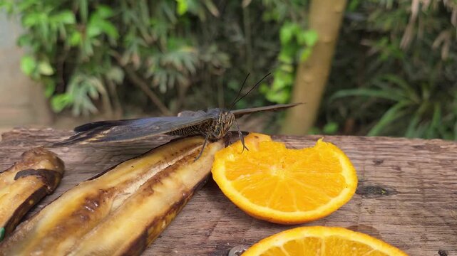 A butterfly blue morpho is on orange and banana slices