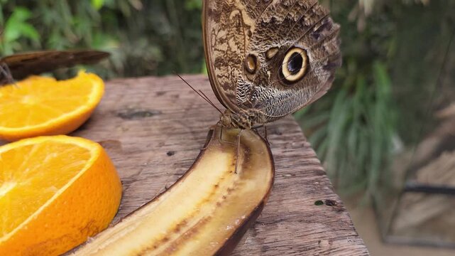 A butterfly blue morpho rests on banana while eating fruit