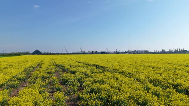 Aerial view of yellow rapeseed fields with the PD Ports industrial facility and cranes in the background under a clear blue sky in Scunthorpe, England, United Kingdom.