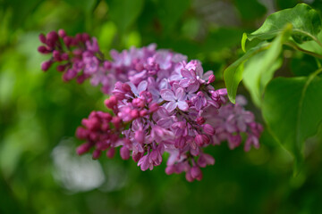 Obraz premium Pink lilac flowers growing on a tree.