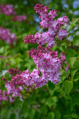 Obraz premium Pink lilac flowers growing on a tree.