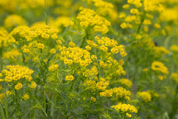 Obraz premium Close Up of Cypress Spurge (Euphorbia Cyparissias) Toxic Yellow Flowers Blooming in a Green Spring Meadow