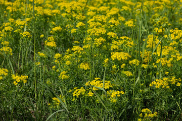 Obraz premium Invasive Cypress Spurge Plant in Field. Close Up of Euphorbia Cyparissias, a Toxic and Poisonous Weed