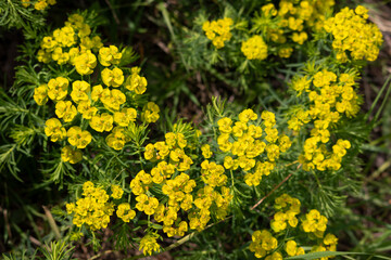 Obraz premium Close Up of Cypress Spurge (Euphorbia Cyparissias) Toxic Yellow Flowers Blooming in a Green Spring Meadow
