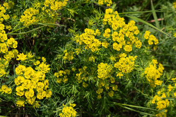 Fototapeta premium Beautiful Macro Detail of Cypress Spurge Blossom. Euphorbia Cyparissias Toxic Yellow Flower in Wild Meadow