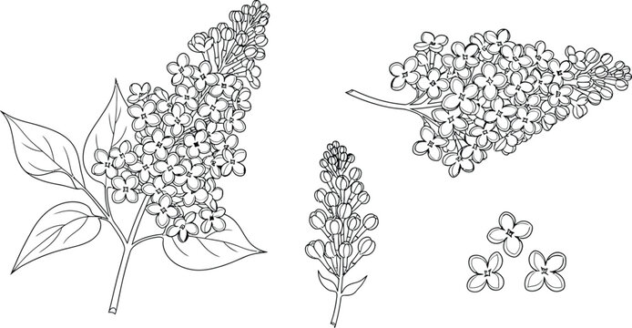 Botanical illustration of lilac blossoms and leaves with the artwork showcases the intricate details of plant, botanical