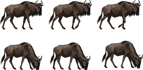 Wildebeest animal illustrations with walking and grazing poses, stylized wildlife vector design concepts © Sheikh