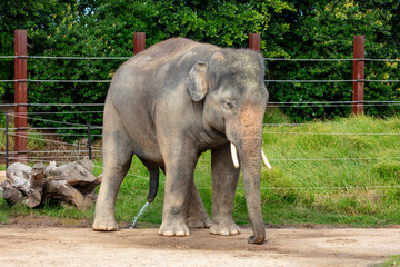 Naklejka premium Photograph of a large elephant standing near a fence and trees in the sunshine at Sydney Zoo in the greater western Sydney region of New South Wales, Australia